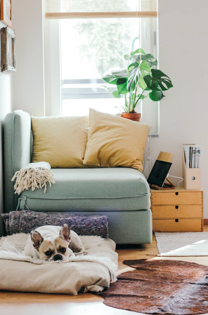 first-time-home-with-dog_athens-ga