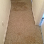 carpet cleaning results hallway before