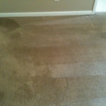 moldy carpet after