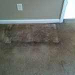moldy carpet before