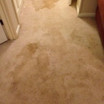 before-carpet-cleaning-1-athens-ga