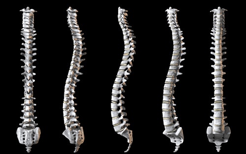Good posture for a straight spinal column