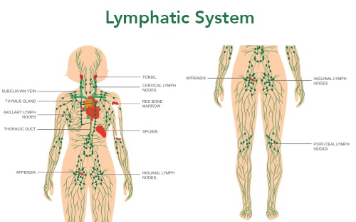 the human lymphatic system