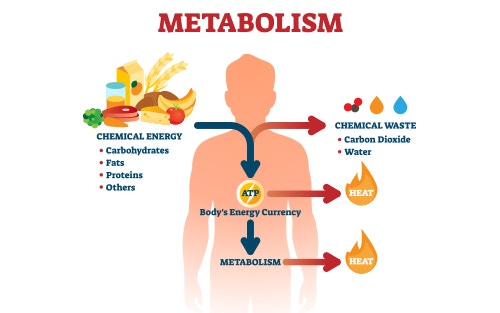 metabolism and energy production in the human body