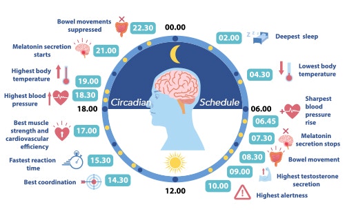 how circadian rhythm works