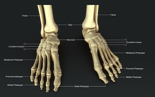 anatomical illustration of the foot - showing its structure and arch