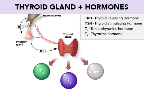 the thyroid gland and hormones in the neck
