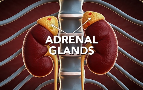 adrenal insufficiency - adrenal glands