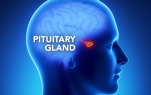 pituitary gland adrenal insufficiency