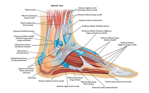 anatomical illustration of the human foot - bones and structures