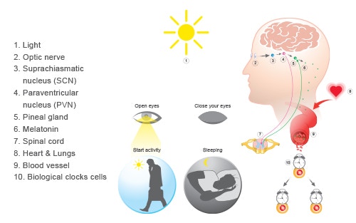 how light therapy works enters the eye signaling the suprachiasmatic nucleus for seasonal affective disorder SAD